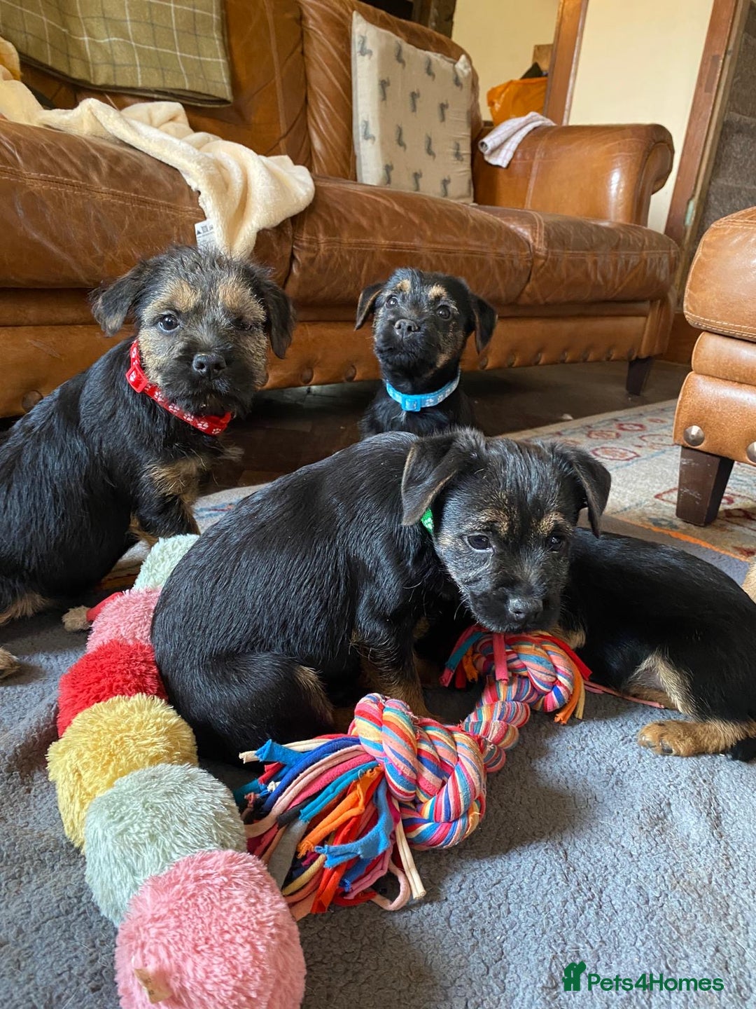 Border Terrier dogs for sale: Cheeky Little Border Terrier Puppies - Image 3