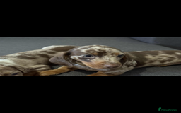 Dachshund dogs for sale: Dachshund - Image 7