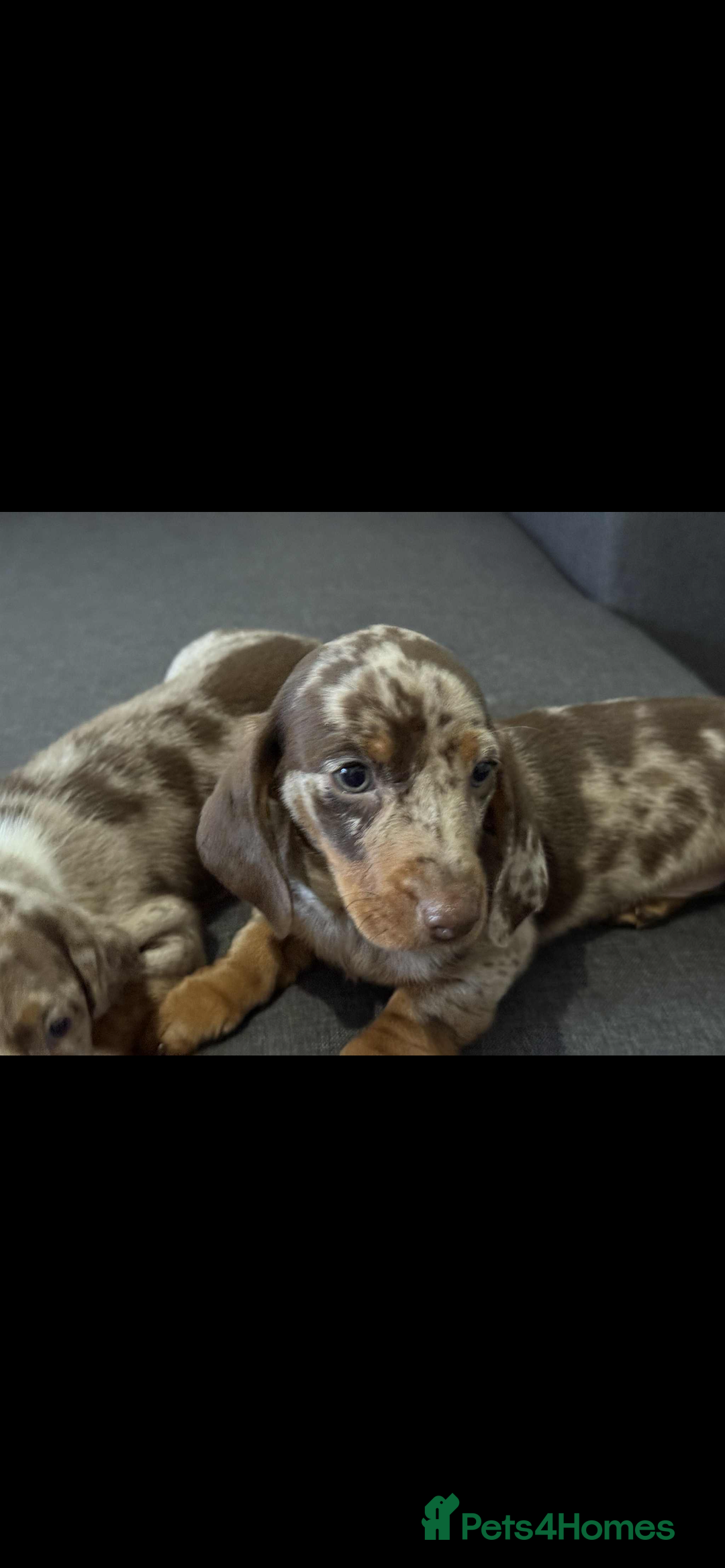 Dachshund dogs for sale: Dachshund - Image 7