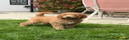 Standard Poodle dogs for sale: Standard Poodle last boy ready now-reduced price - Advert 7