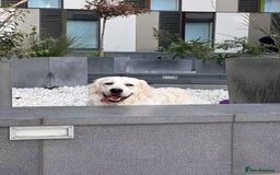 Golden Retriever dogs for stud: Looking for a Female Golden Retriever 🐾 - Image 18