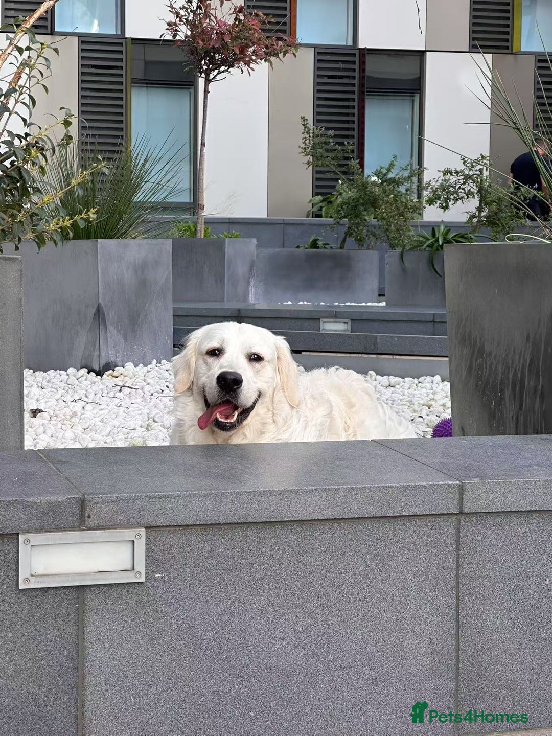 Golden Retriever dogs for stud: Looking for a Female Golden Retriever 🐾 - Image 18