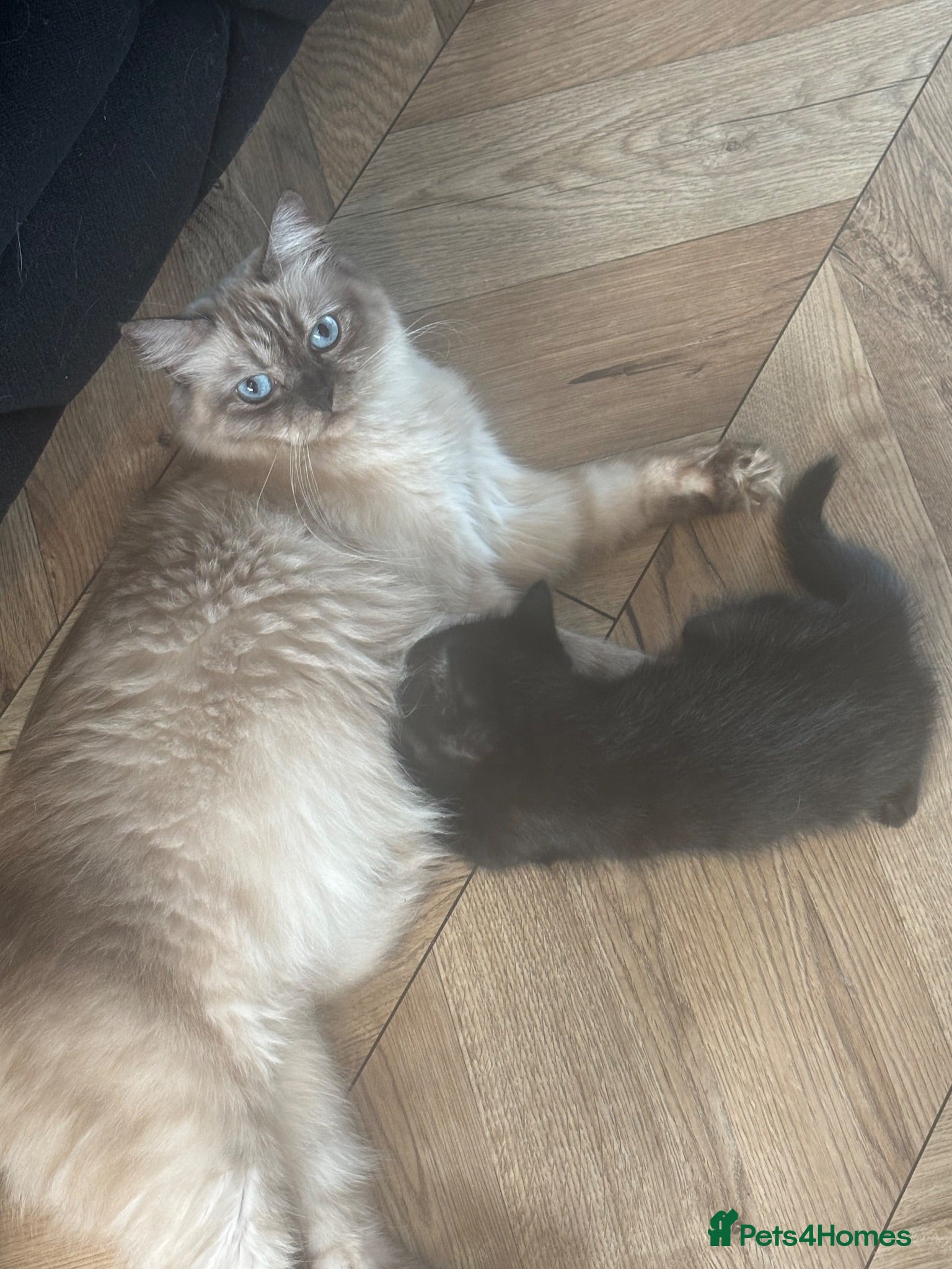 Ragdoll cats Mixed breed ragdoll kittens  - Advert 2