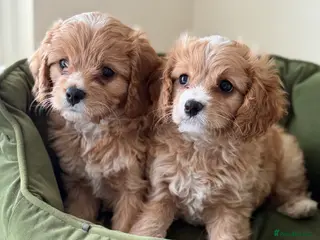 Cavapoo dogs Gorgeous Cavapoo F1 puppies (RESERVED) - Advert 4