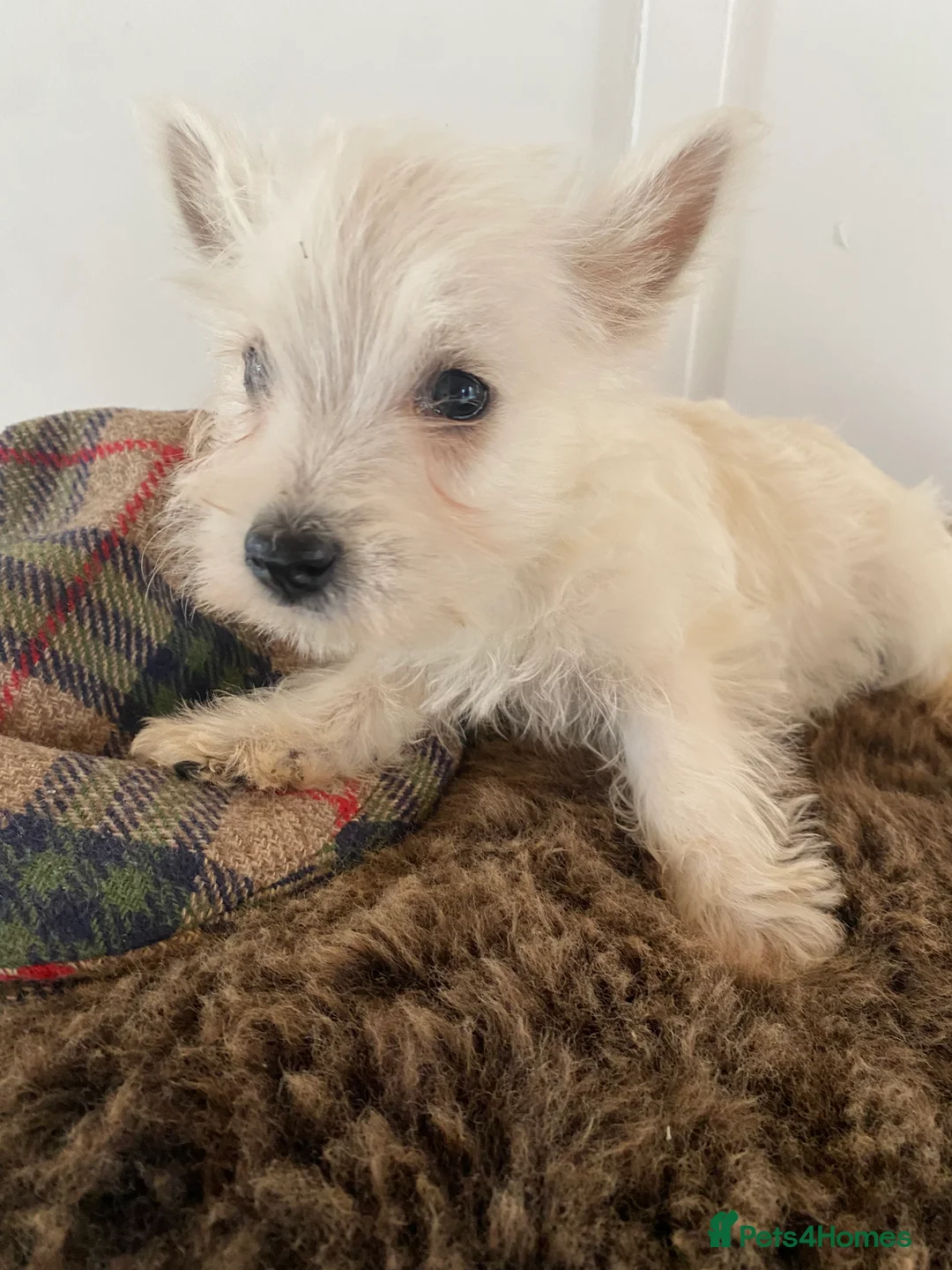 West Highland Terrier dogs for sale: West highland terrier  - Advert 19