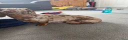 Miniature Dachshund dogs for sale: miniature dashhounds kc registered  - Advert 39