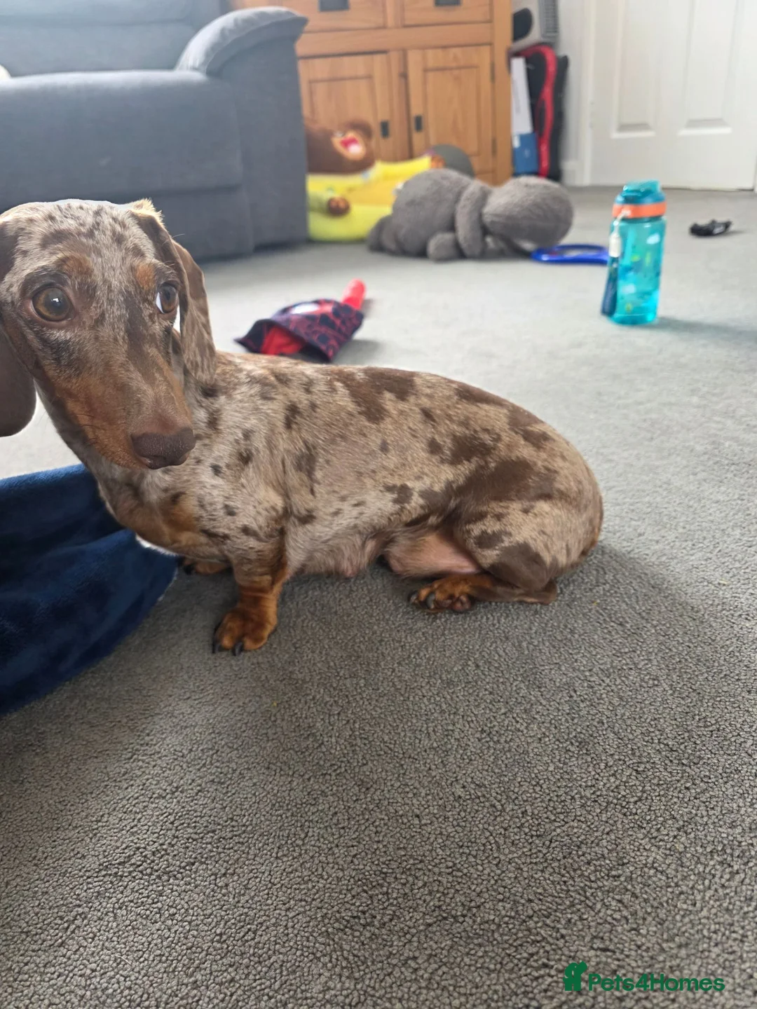 Miniature Dachshund dogs for sale: miniature dashhounds kc registered  - Advert 39