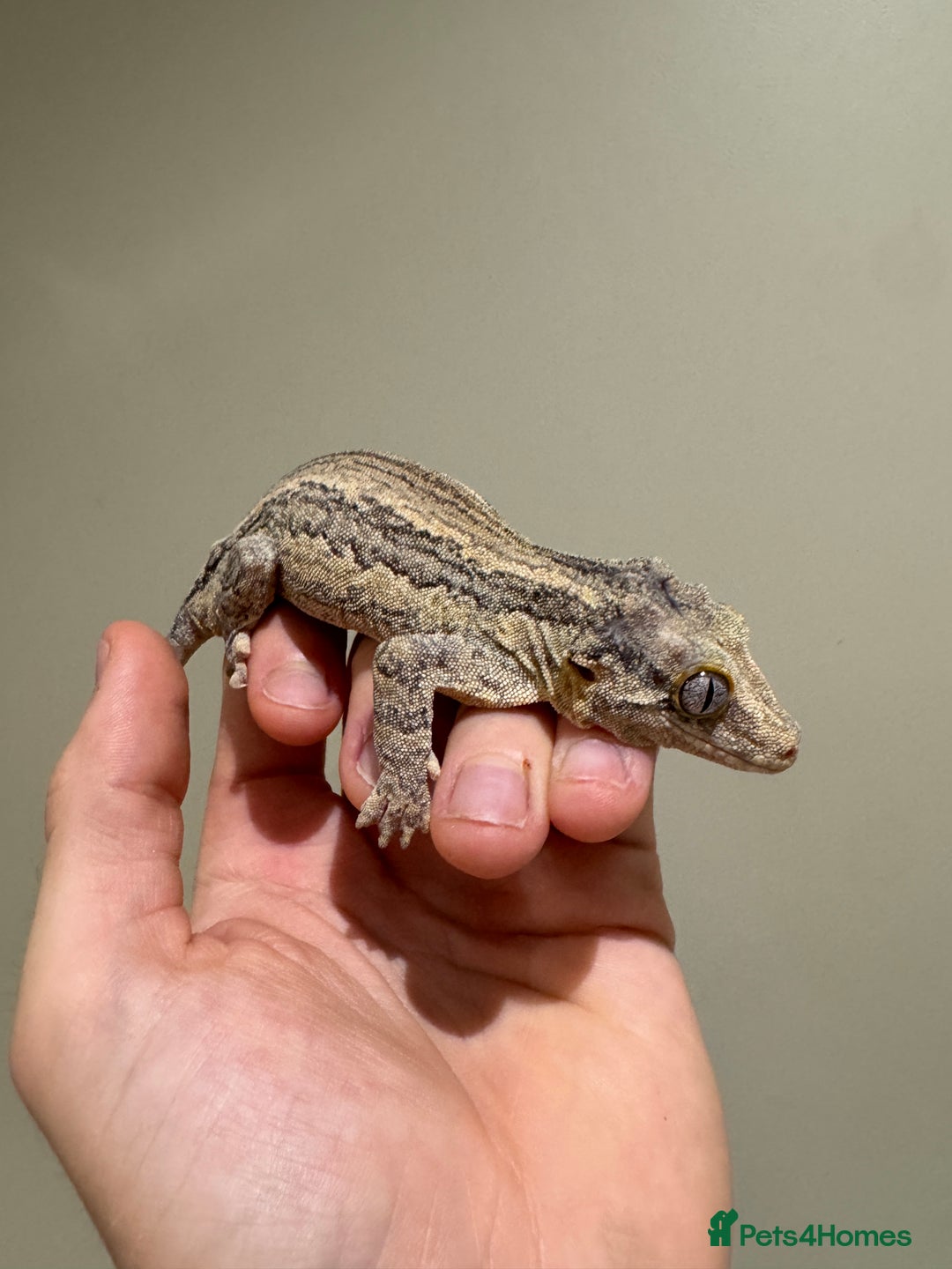 Gecko reptiles for sale: Gargoyle Geckos  - Image 4