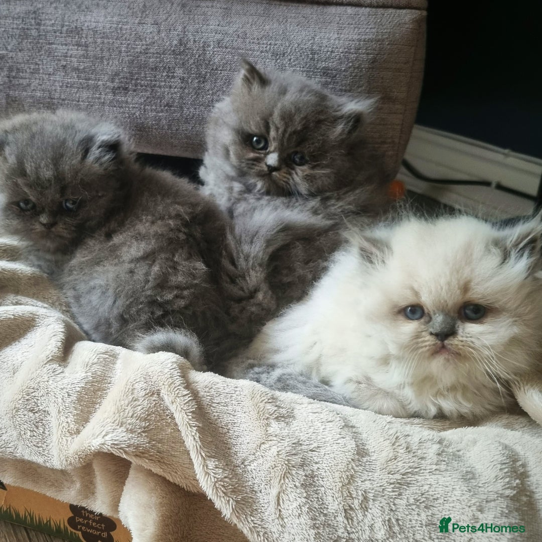 Persian cats for sale: Beautiful blue persian babies - Image 1