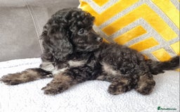 Cockapoo dogs for sale: Fully Vaccinated, Adorable small Cockapoo puppies - Image 10