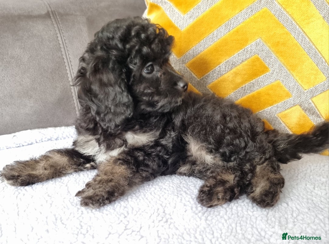 Cockapoo dogs for sale: Fully Vaccinated, Adorable small Cockapoo puppies - Image 10