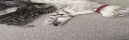 Bengal cats for sale: Half Bengal kitten in Dewsbury - Advert 4