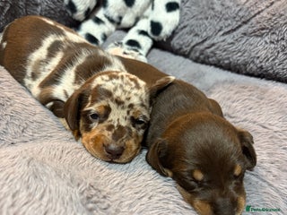 Miniature Dachshund dogs Stunning Miniature Dachshund puppies - Advert 6