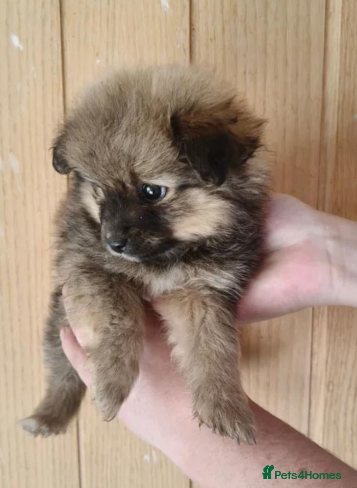 Pomeranian dogs Toy Pomeranians Puppies 🐻🐻🐻 - Advert 1