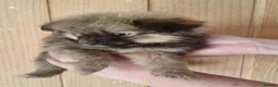 Pomeranian dogs for sale: Toy Pomeranians Puppies 🐻🐻🐻 - Advert 1