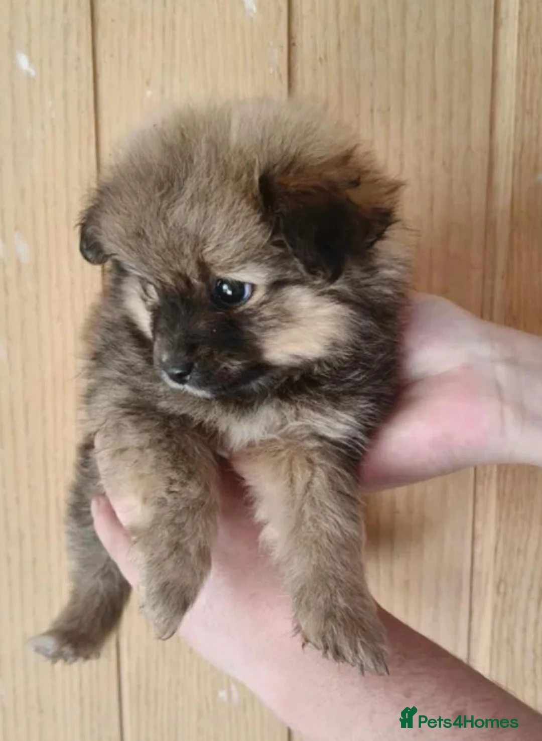 Pomeranian dogs for sale: Toy Pomeranians Puppies 🐻🐻🐻 - Advert 1
