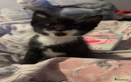 Mixed Breed cats for sale: 4 beautiful black and white kittens - Image 4