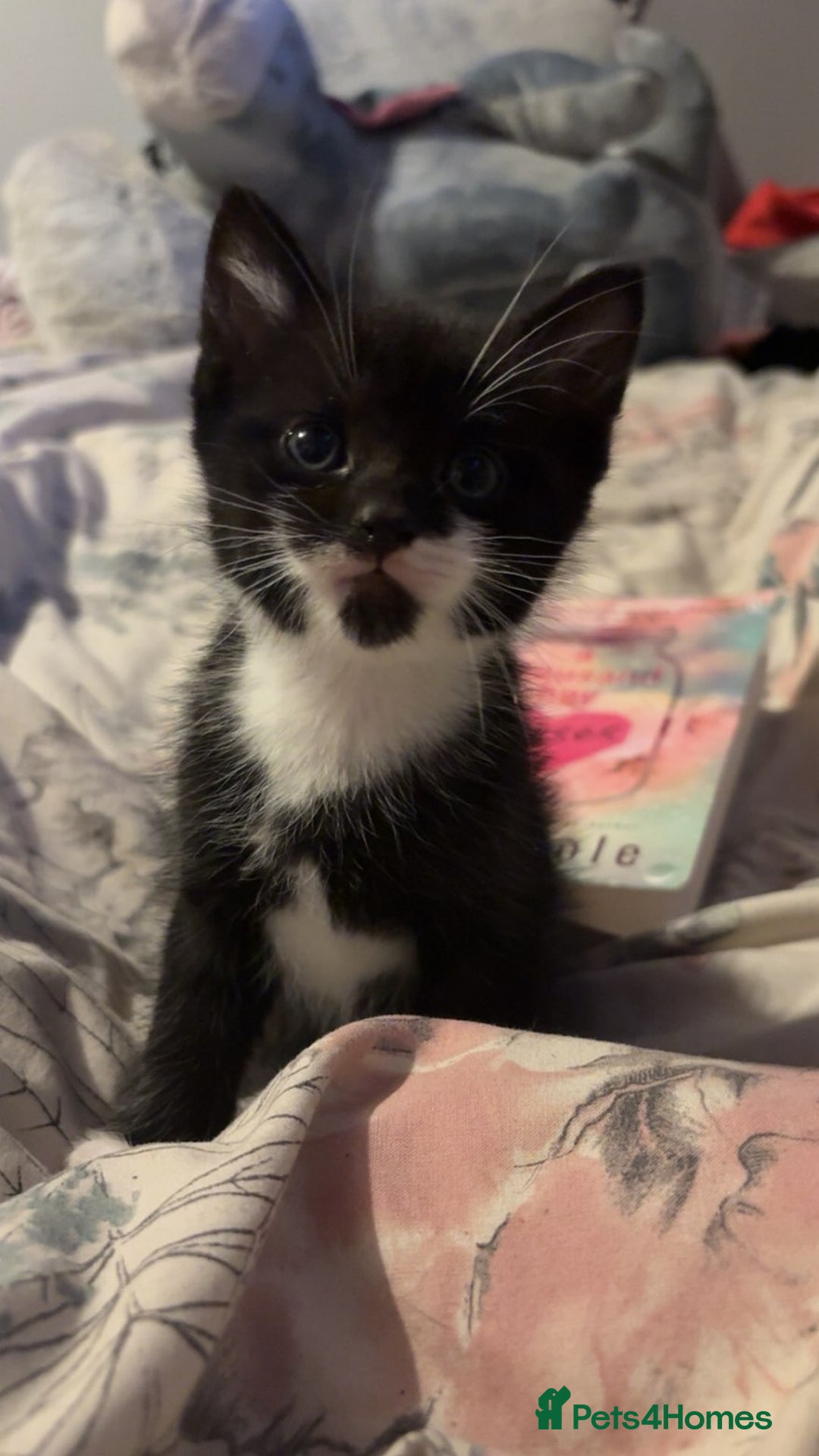Mixed Breed cats for sale: 4 beautiful black and white kittens - Image 4