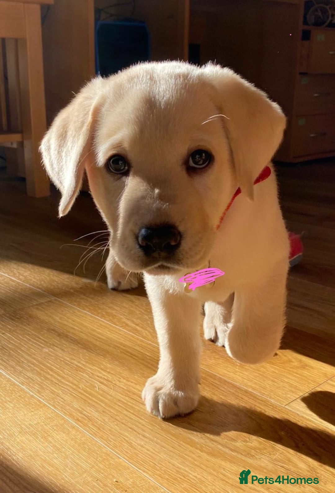 Labrador Retriever dogs for sale: Labrador puppies - Advert 1