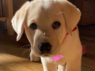 Labrador Retriever dogs Labrador puppies - Advert 1