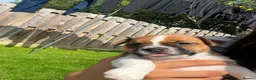 Jack Russell dogs for sale: Jack russell puppies  - Advert 12