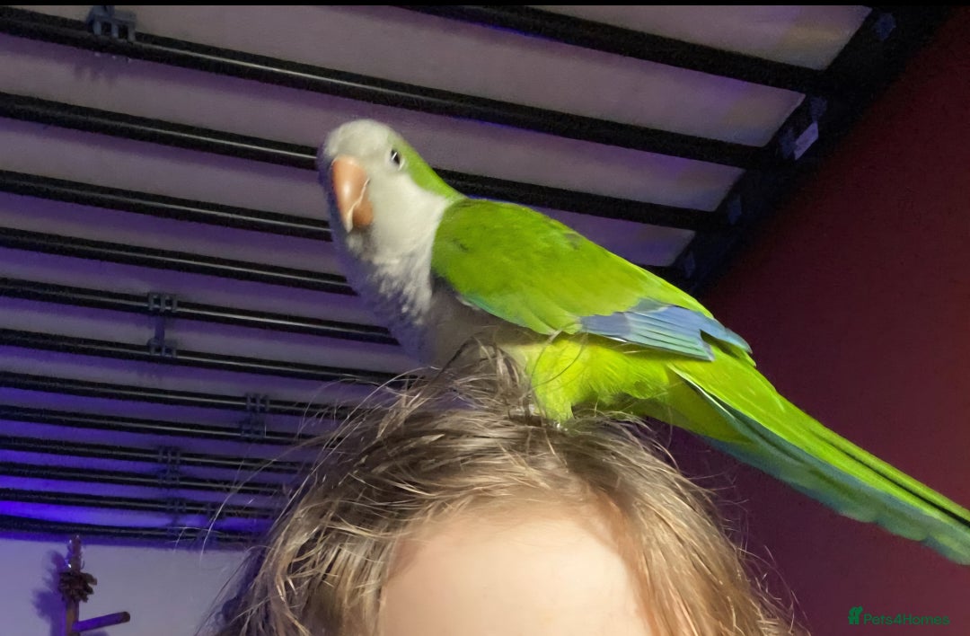 Parrots birds for sale: Quaker Parrot - Male - Advert 2