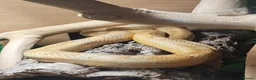 Corn Snake reptiles for sale: Beautiful male corn snake. - Advert 2