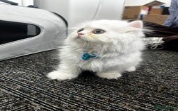 Munchkin cats for sale: Persian short legged munchkin  - Image 7