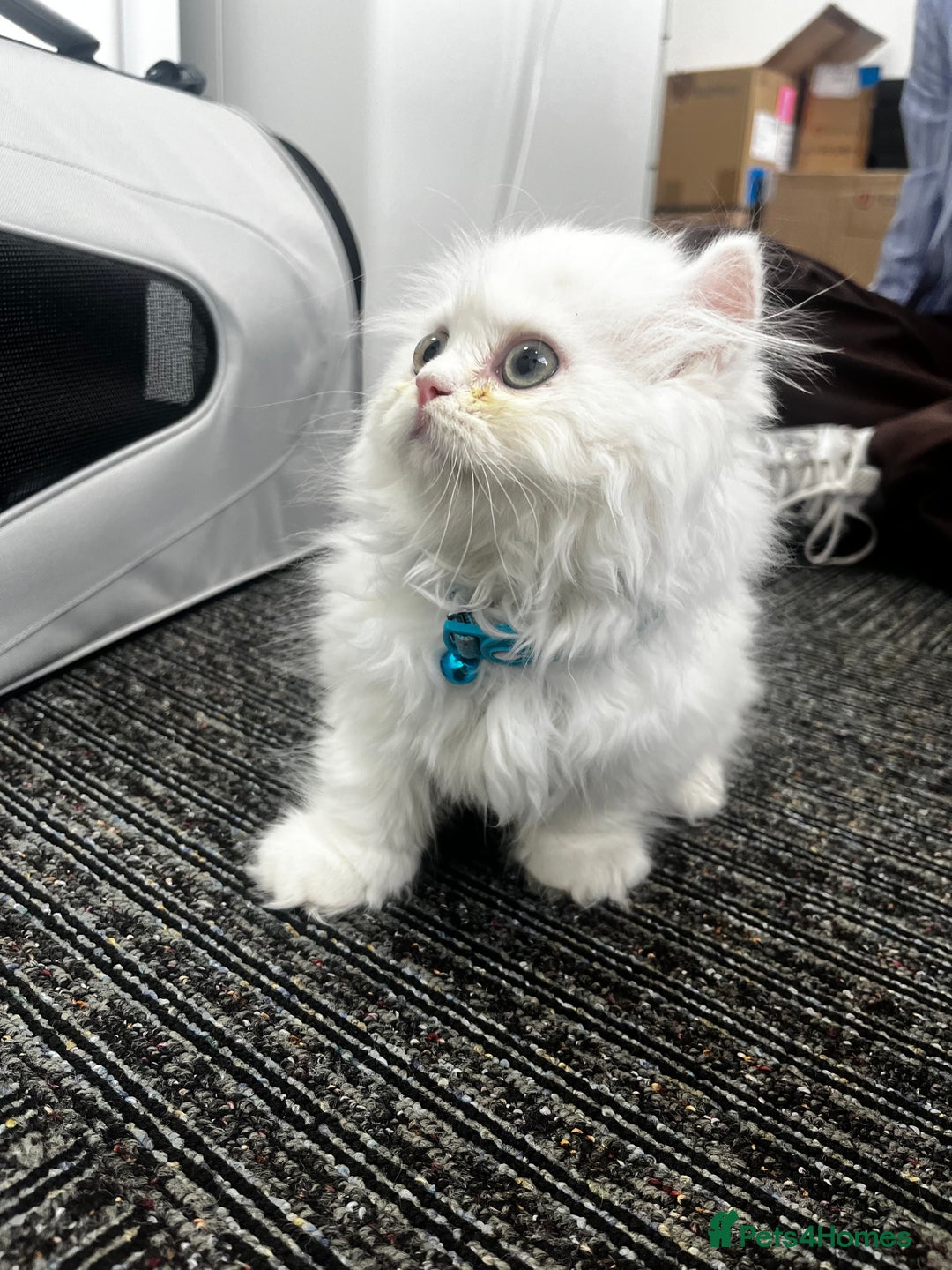 Munchkin cats for sale: Persian short legged munchkin  - Image 7
