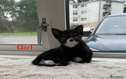 Mixed Breed cats for sale: Kittens looking for a forever family  - Image 3