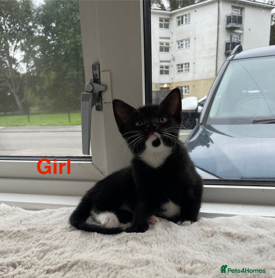 Mixed Breed cats for sale: Kittens looking for a forever family  - Image 3