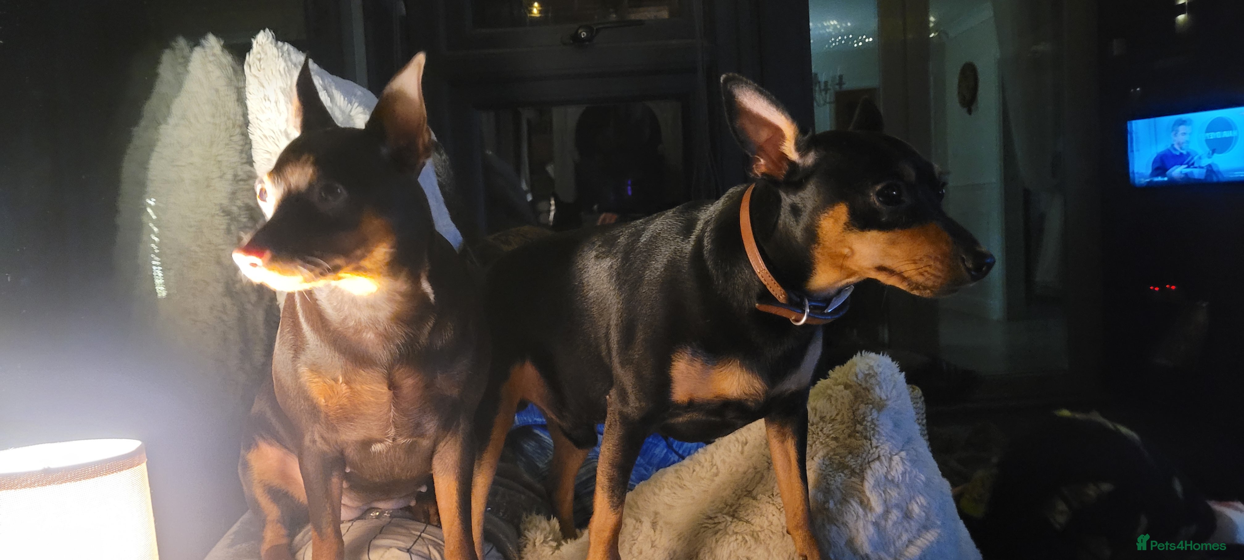 Miniature Pinscher dogs 2 year old min pin available for stud - Advert 15