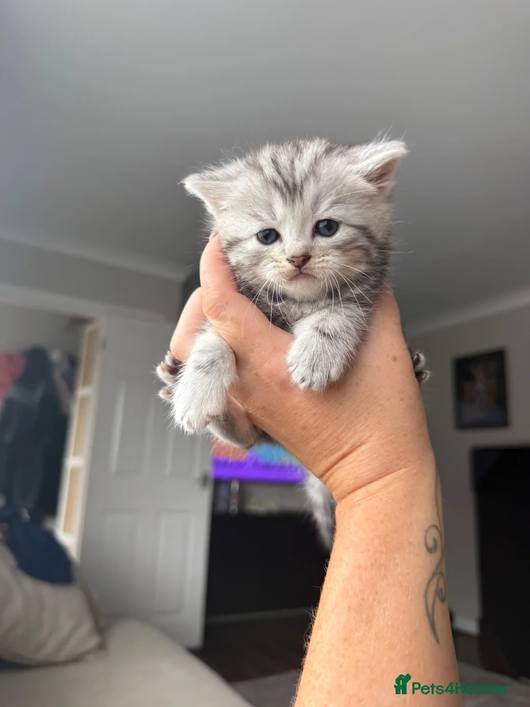 Persian cats for sale: Gorgeous chinchilla persian x Maine coon kittens  - Advert 13