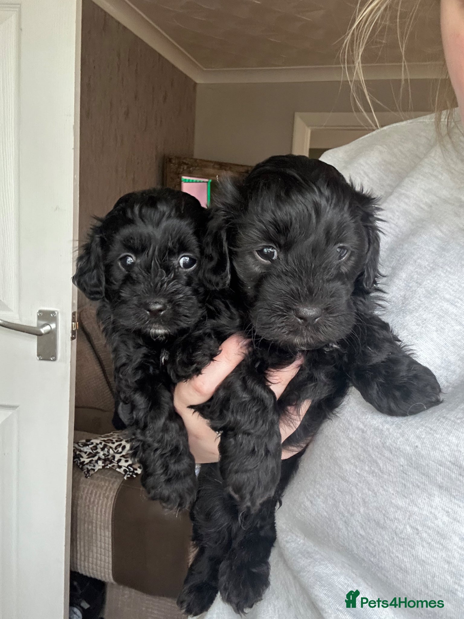 Lhasapoo dogs Stunning lhasapoo puppies ready on the 10th! - Advert 1