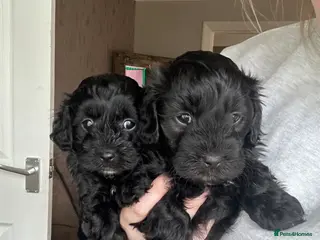 Lhasapoo dogs Stunning lhasapoo puppies ready on the 10th! - Advert 2