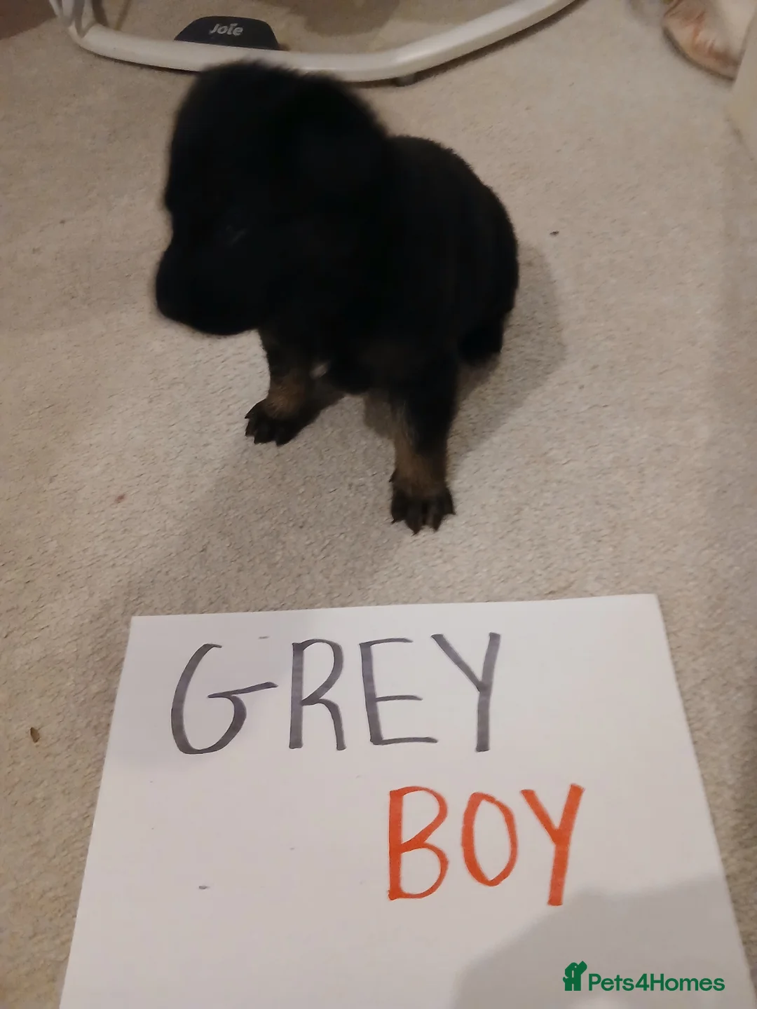 German Shepherd dogs for sale: Amazing german shepherd pups - Advert 13