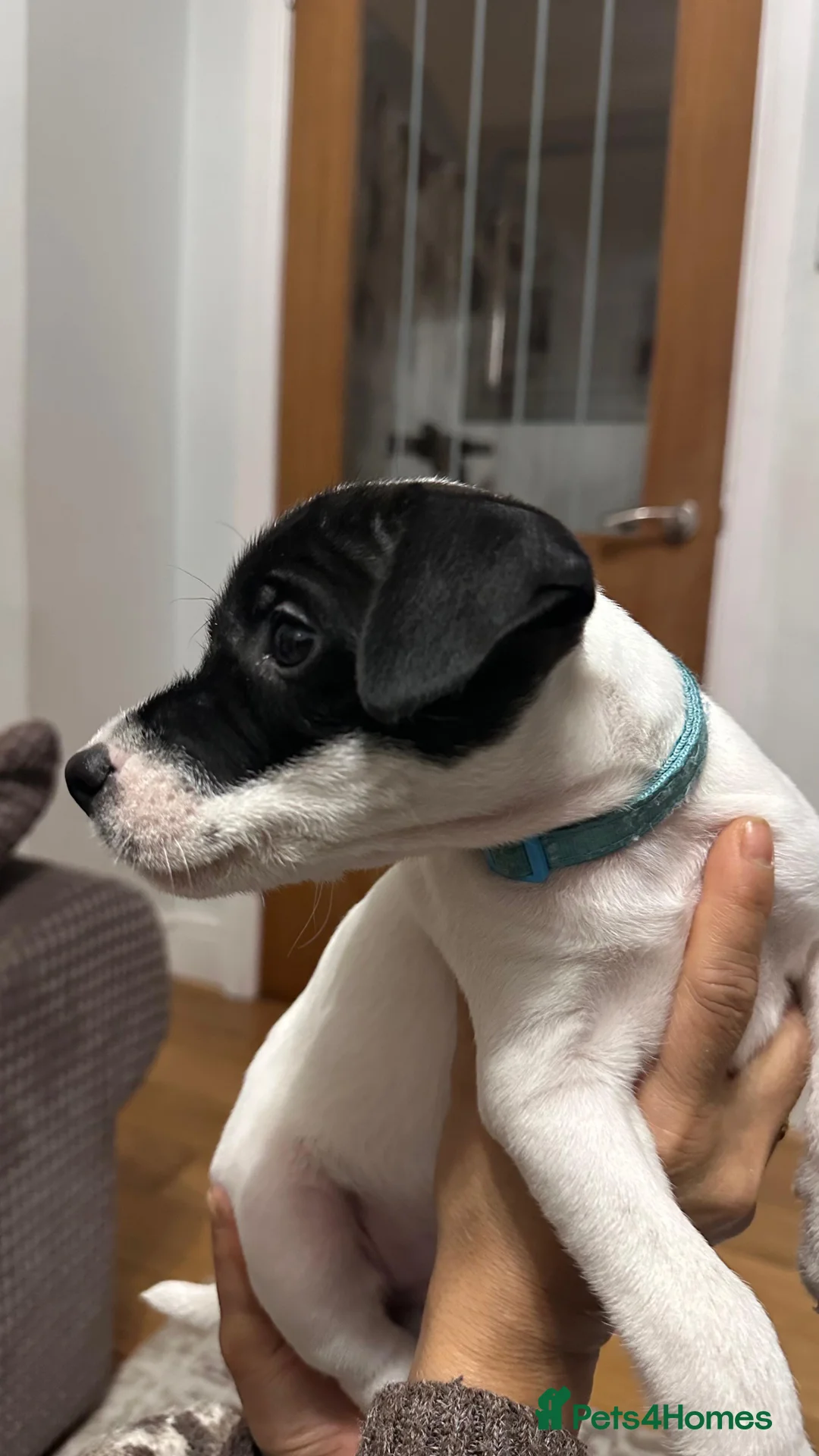 Parson Russell dogs for sale: Boy parsons terrier  - Advert 4