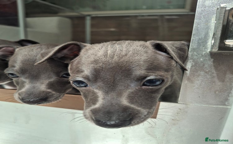 Italian Greyhound dogs - Advert 4