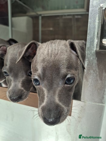 Italian Greyhound dogs - Advert 3