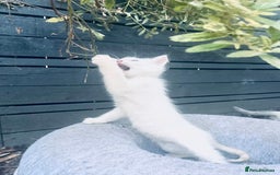 Ragdoll cats for sale: Ragdoll kitten  - Image 15