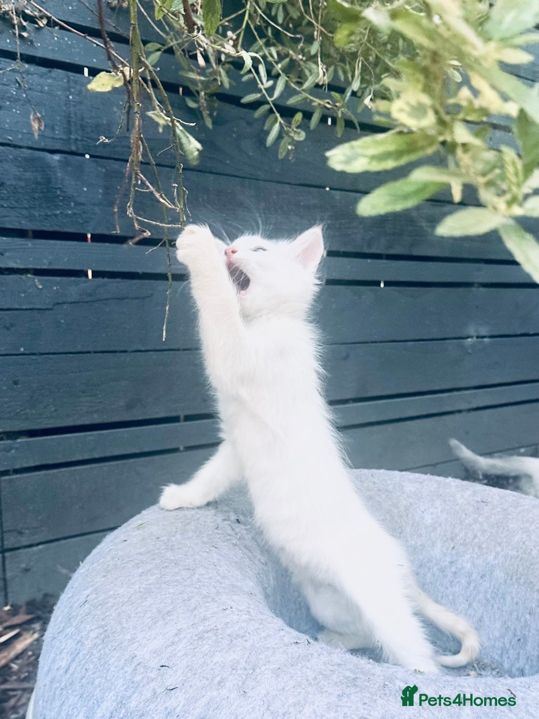 Ragdoll cats for sale: Ragdoll kitten  - Image 15