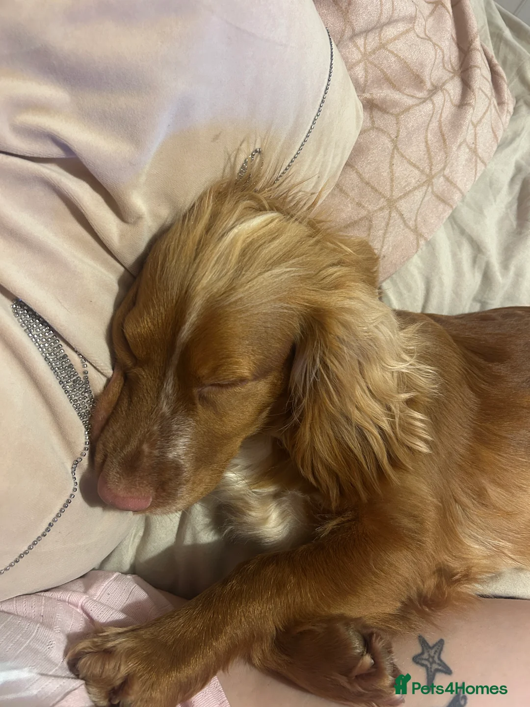 Cocker Spaniel dogs for sale: Lovely 3 year old cocker spaniel for rehome in Heathfield - Advert 2