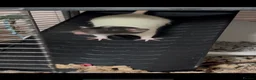 Rat rodents for sale: Two Friendly Male Rats Looking for a Loving Home  in Queenborough - Advert 5