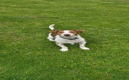 Jack Russell dogs for sale: 3 years old beautifull Jack Russell boy - Image 2