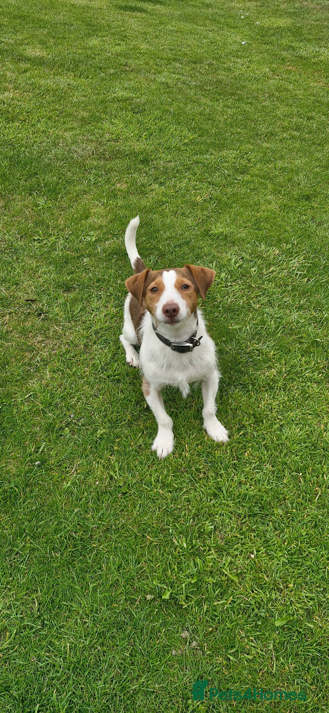 Jack Russell dogs for sale: 3 years old beautifull Jack Russell boy - Image 2