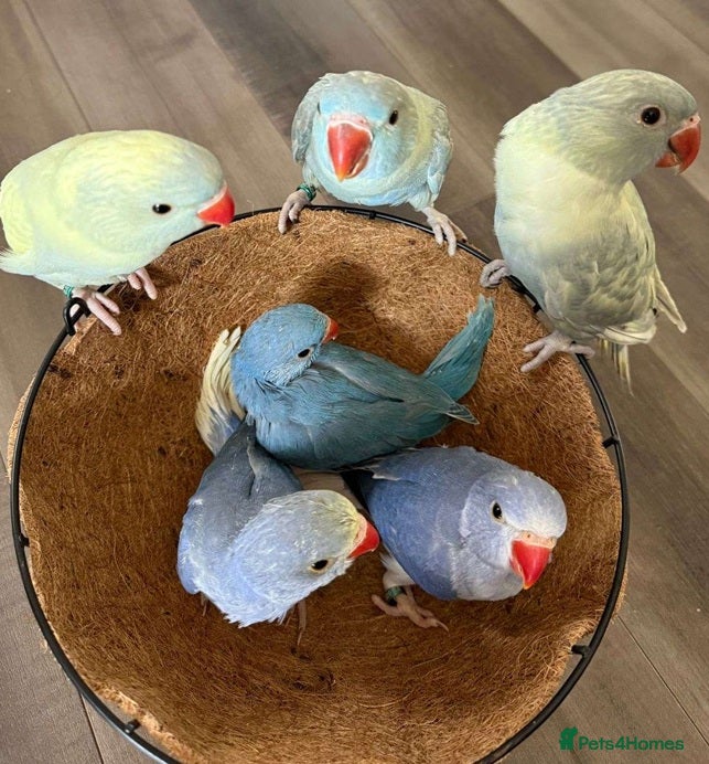 Parrots birds Cheeky Little Characters with Tons of Personality - Advert 2