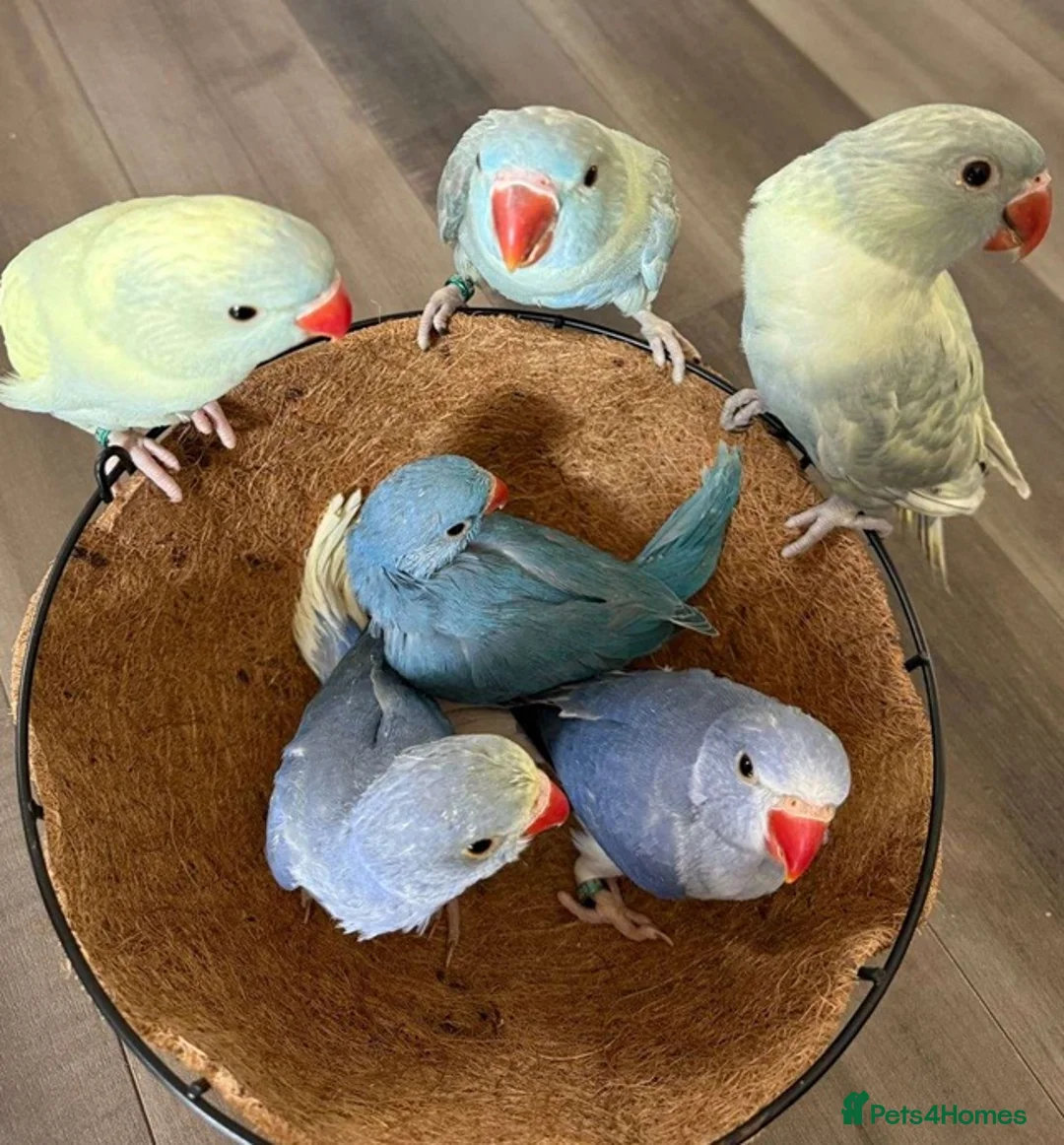 Parrots birds for sale: Cheeky Little Characters with Tons of Personality in Redditch - Advert 1