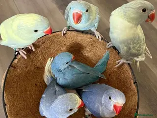 Parrots birds Cheeky Little Characters with Tons of Personality - Advert 6