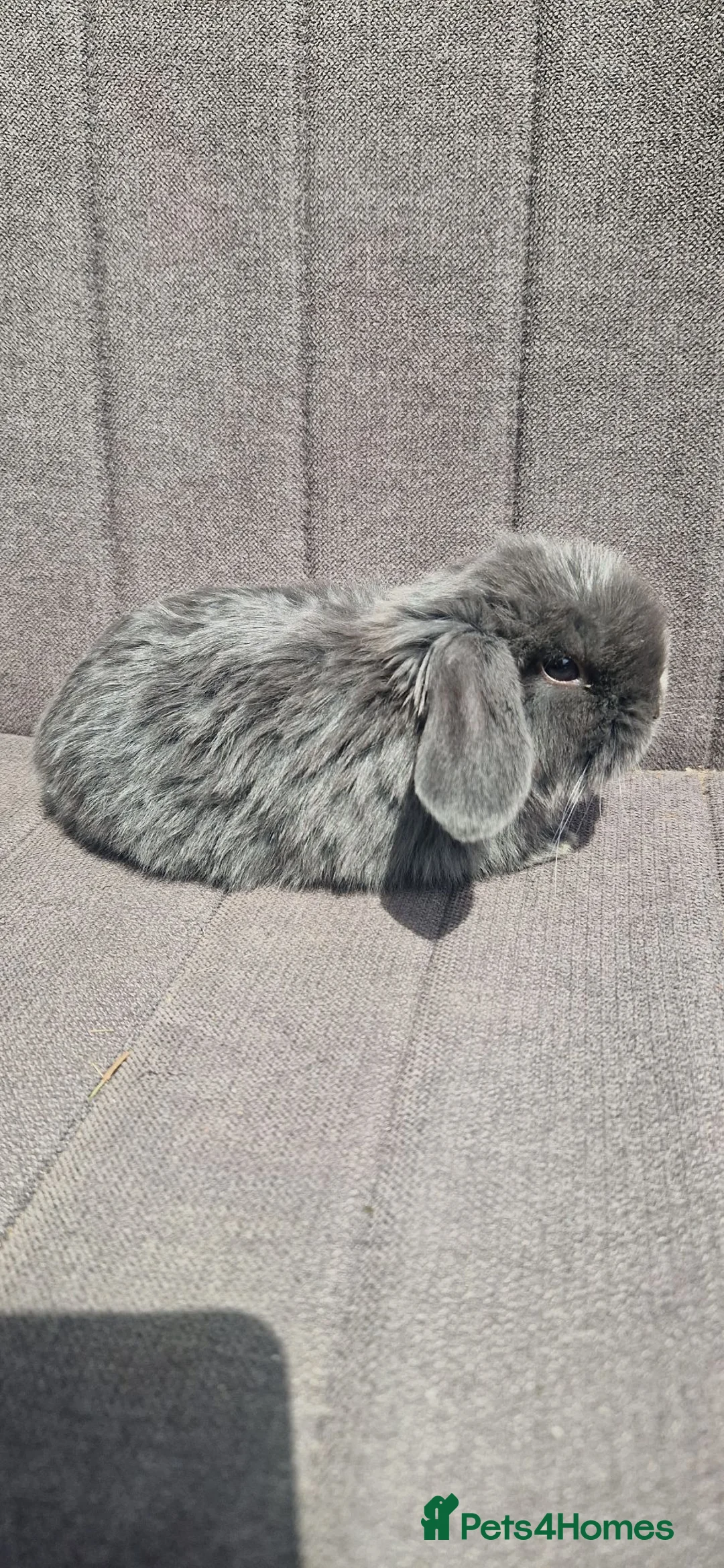 Mini Lop rabbits for sale: Mini Lop Bunnies - Advert 11