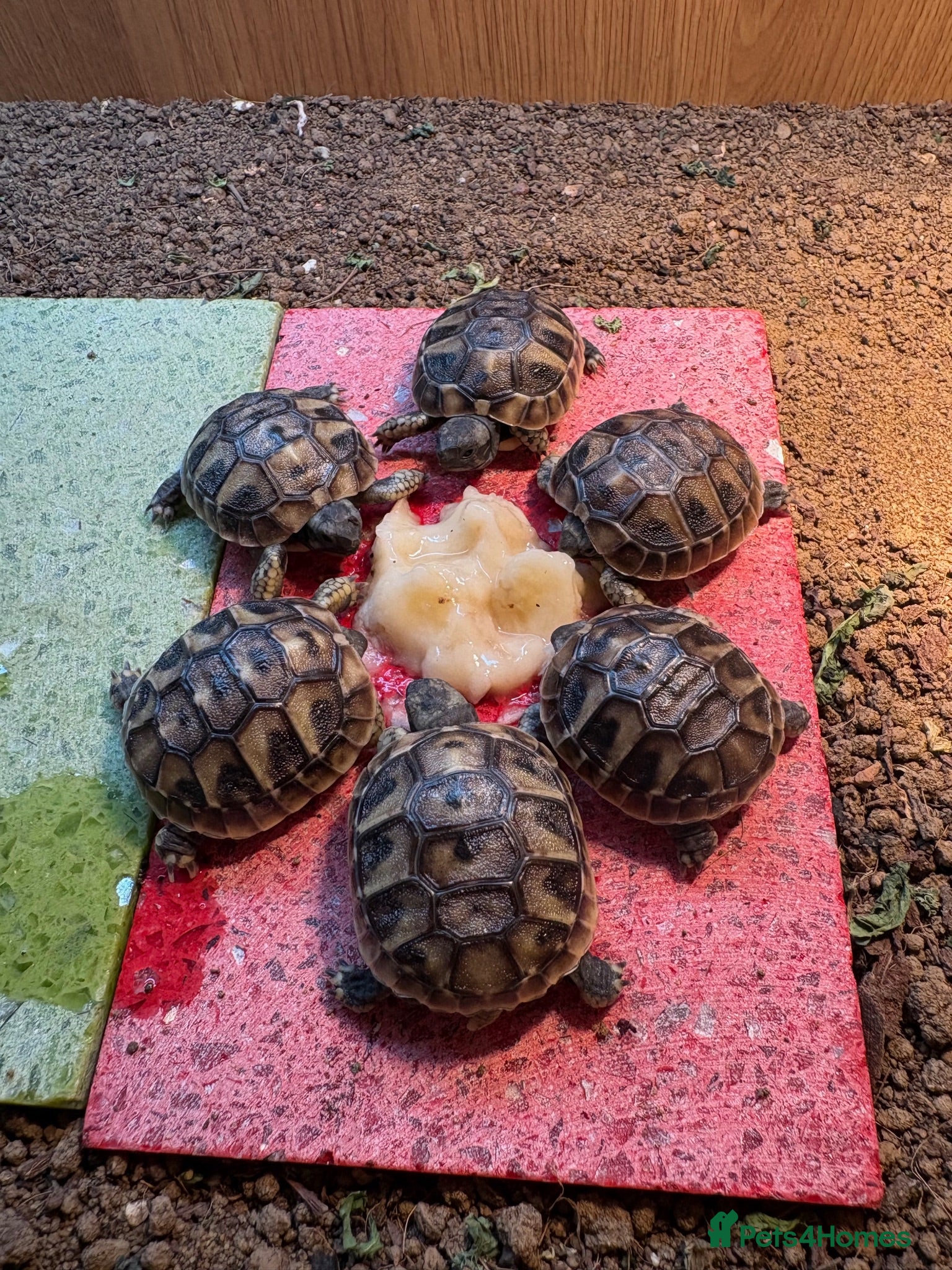 Hermann Tortoise reptiles Hermann Tortoise Hatchlings-Home Bred-July 2026  - Advert 9